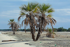 LAMU