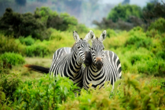 LESOTHO