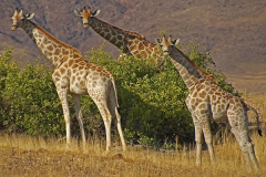 NAMIBIA