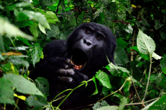 RUANDA