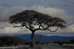 TOGO