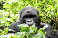 UGANDA